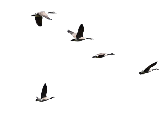 geese-flying 1