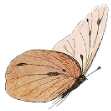 vintage-butterfly